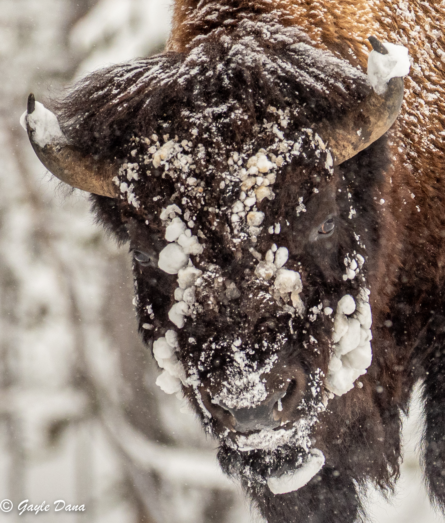 Bison snowball face number 2
